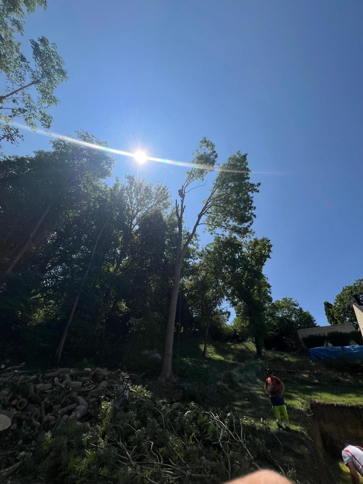 Élagage et abattage